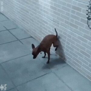 Read more about the article CCTV Funny Tweets – 11:34 AM – 4 Jul 2018